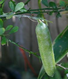   Fruit:   Microcitrus australasica ; Photo by Tony Rodd, flickr.com
